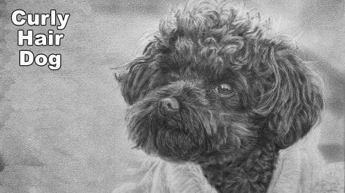 How to Draw Curly Hair Dogs