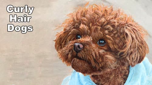 How to Paint a Curly Hair Dog