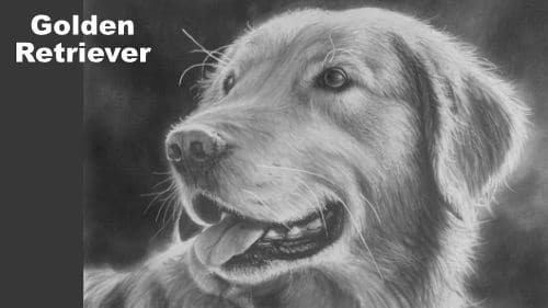 Draw a Realistic Golden Retriever