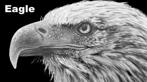 How to Draw a Bald Eagle