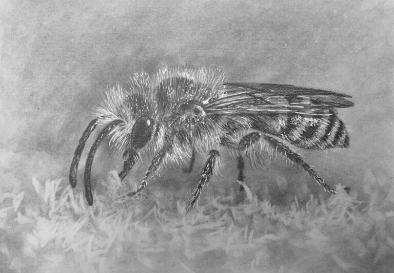 How to Draw a Bee
