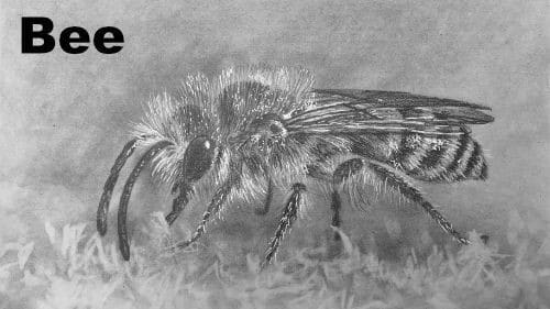 How to Draw a Bee