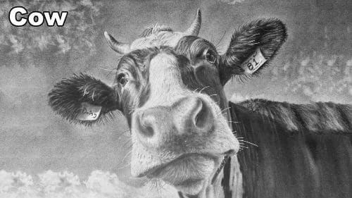 How to Draw a Cow Portrait
