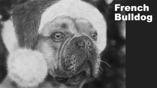 How to Draw a French Bulldog