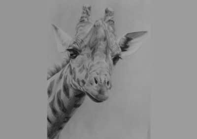 How to Draw a Giraffe