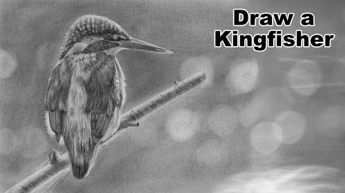 How to Draw a Kingfisher