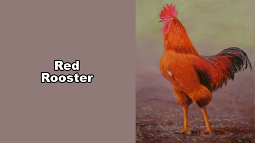 How to Draw a Red Rooster in Pastel