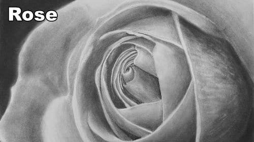 How to Draw a Rose Close Up