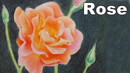 How to Draw a Rose with Colored Pencils