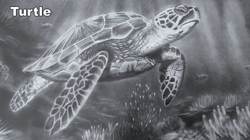 How to Draw a Turtle Underwater