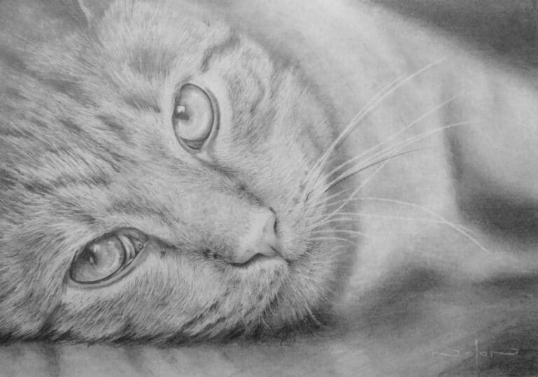 How to Draw a Cat