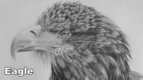 How to Draw an Eagle