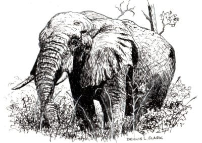 How to Draw an Elephant in Pen and Ink