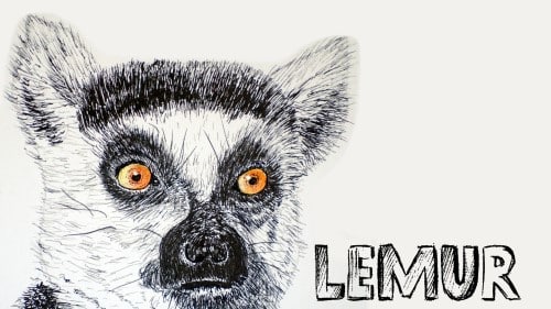 Draw a Lemur Portrait in Pen and Ink
