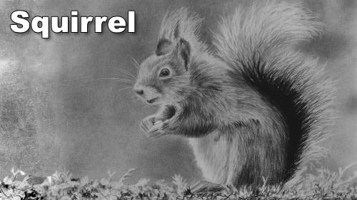 How to Draw a Squirrel