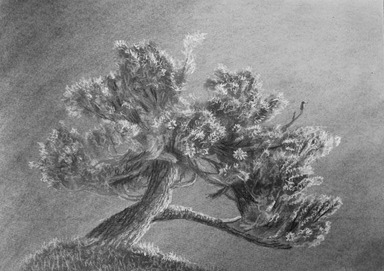 How to Draw Trees