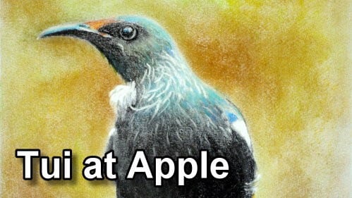 How to Draw a Tui at an Apple in Pastel