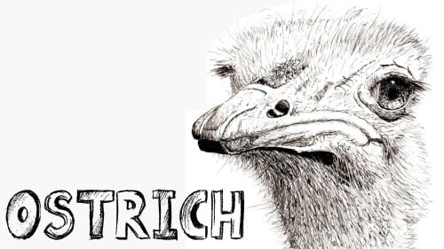 Draw a Pen & Ink Ostrich