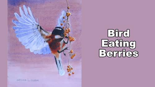 How to Paint a Warbler in Watercolor