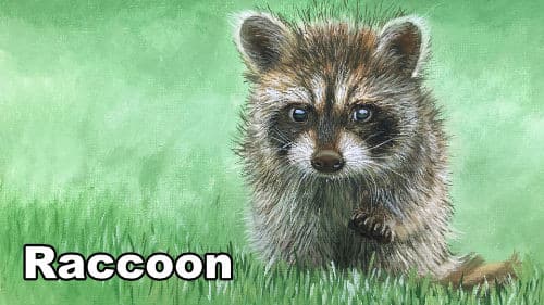 How to Paint a Raccoon in Oil