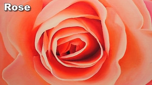 How to Paint a Rose in Oil
