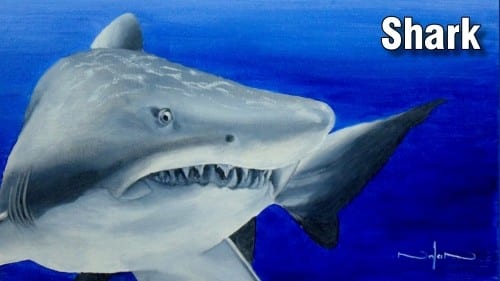 How to Paint a Shark in Oil