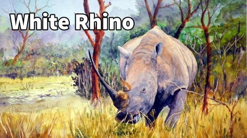How to Paint a White Rhino in Watercolour
