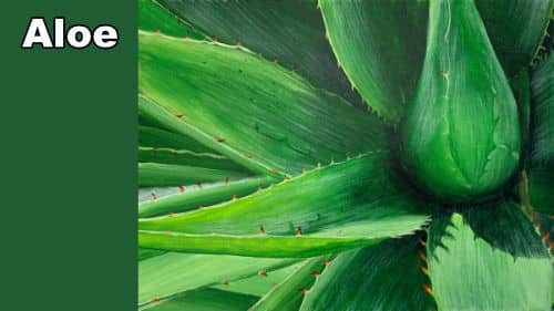 How to Paint an Aloe in Acrylic
