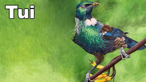 How to Paint Birds – Tui