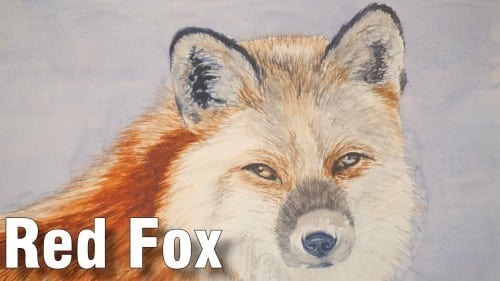 How to Paint a Red Fox Portrait