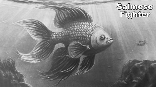 Drawing Realistic Siamese Fighter Fish