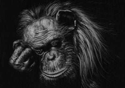 How to Draw a Sleeping Chimpanzee