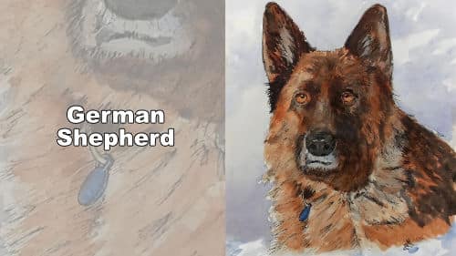 German Shepherd in Line & Wash